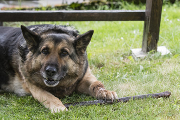 Adult dog german shepherd eating dog sausage.
