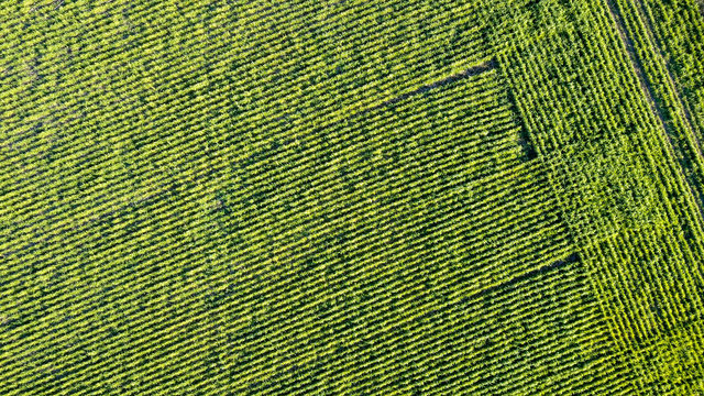 Soy Crop Aerial View