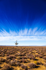 Obraz premium A single tree grows next to a water tank in the Karoo, Breede River D.C, South Africa.
