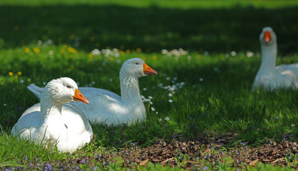 Freilebende Gänse im Gras