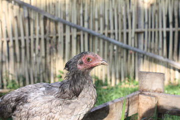 chicken farm oaganic