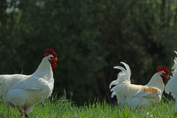 Freilaufende Hühner Hahn beim fressen im Gras