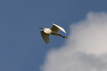 heron in flight in the blue sky 