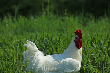 Freilaufende Hühner Hahn beim fressen im Gras