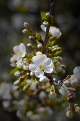 Flowers of the cherry blossoms on a spring day.