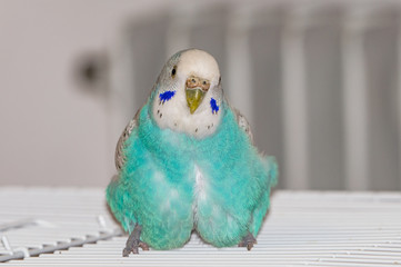 blue small parrot