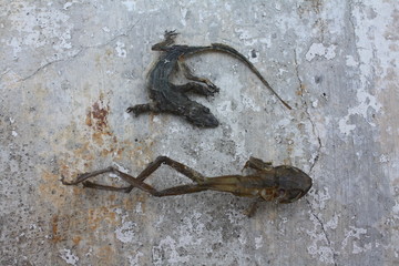 death animal on the floor