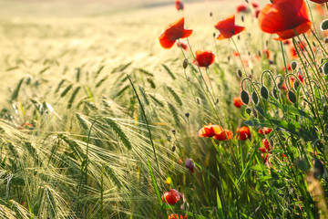 Wild red summer poppies in wheat field.