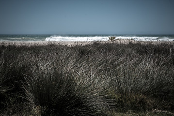 Windy Ocean