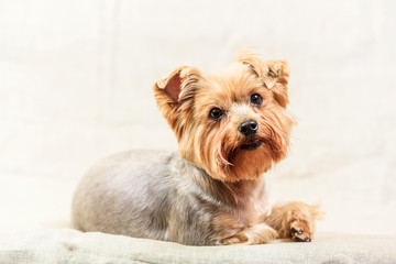 studio portrait of a Yorkshire terrier