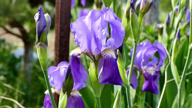 süsen flower, blue-purple süsen flower
