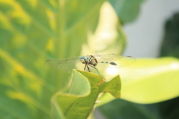 Dragonfly on green leaf