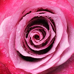 Close up macro purple rose