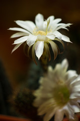 Fototapeta premium Cactus echinopsis tubiflora