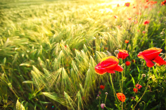 Bright poppies at sunset.