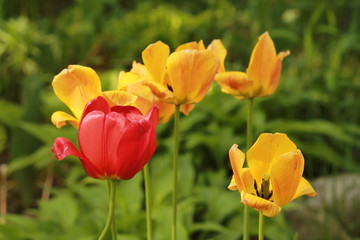 Red and yellow tulips