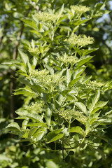 Green buds of black eyelid with green leaves.