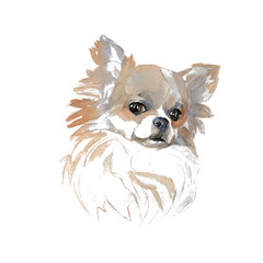 The Chihuahua portrait