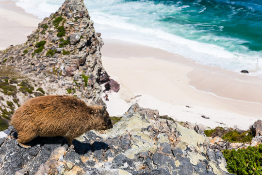 A rock dassie climbs on a rock near Diaz beach on Cape point, Cape town, South Africa.