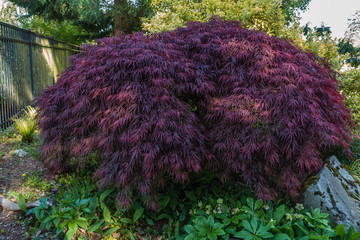 Japanerse Maple Tree Portrait