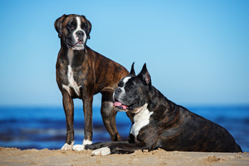 two german boxer dogs posing together on the beach