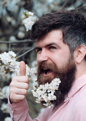 Spring mood concept. Bearded male face near blooming cherry tree. Hipster with cherry blossom in beard shows thumb up. Man with beard and mustache on happy face near tender white flowers, close up.