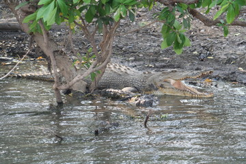 crocodile in yellow water, alligator river in kakadu national park
