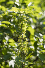Green balls of redcurrant fruit with green leaves.
