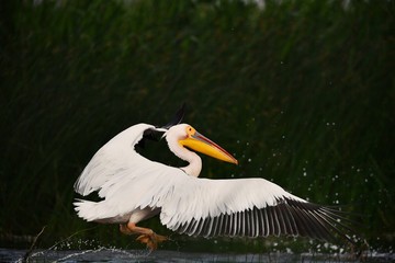 Pelican in Danube Delta