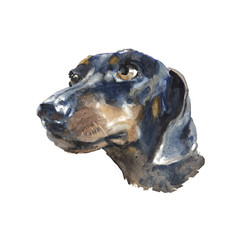 The Dachshund portrait