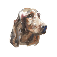 The Irish Setter portrait