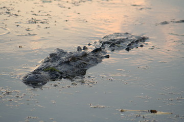 swimming crocodile in yellow water, alligator river in kakadu national park