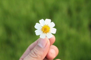 Beauty flower summer