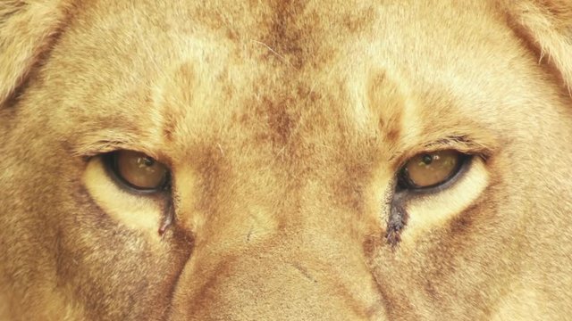 eyes of a lioness looking, close-up