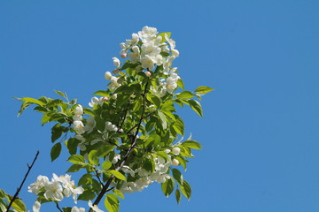 White blossoms