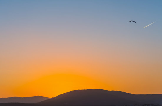 Seagull flying in a clear sky in Sardinia at sunset © Gabriele Maltinti