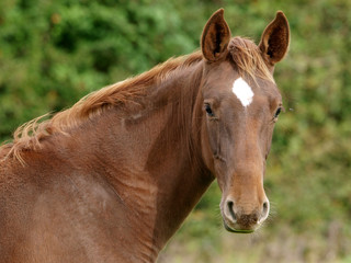 Obraz na płótnie Canvas Foal Headshot