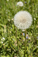 Seeds of dandelion on a stem.