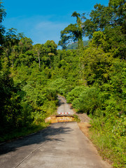 An asphalt road into the jungle.