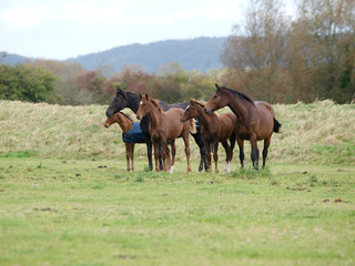 Herd of Horses
