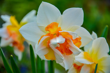 White daffodils with a yellow middle in a flowerbed in the park