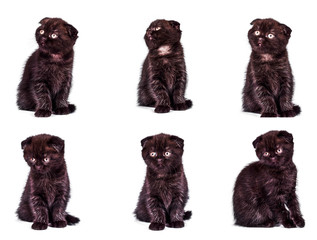 scottish fold kitten. collection of funny playful cat kitten isolated on white background. set of cute pet