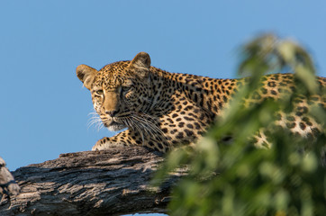 Leopard in a tree