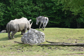 Zèbre contre rhinocéros