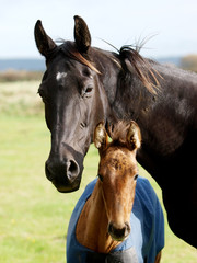 Obraz premium Mare and Foal