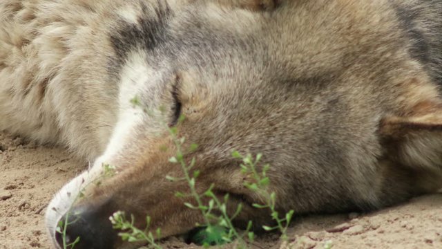 Gray wolf sleep, close-up 