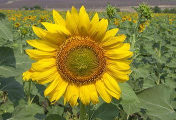 sunflower