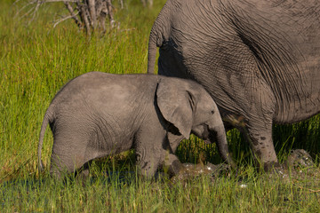 Elephant baby following mom