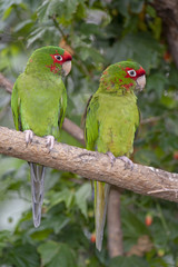 Fototapeta na wymiar Red-fronted Macaw (Ara rubrogenys)