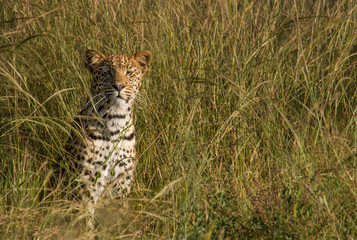 Fototapeta na wymiar Leopard in the grass